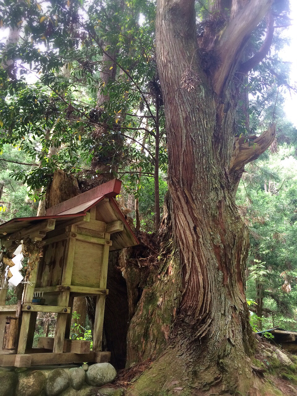 株杉の森の巨大な株杉