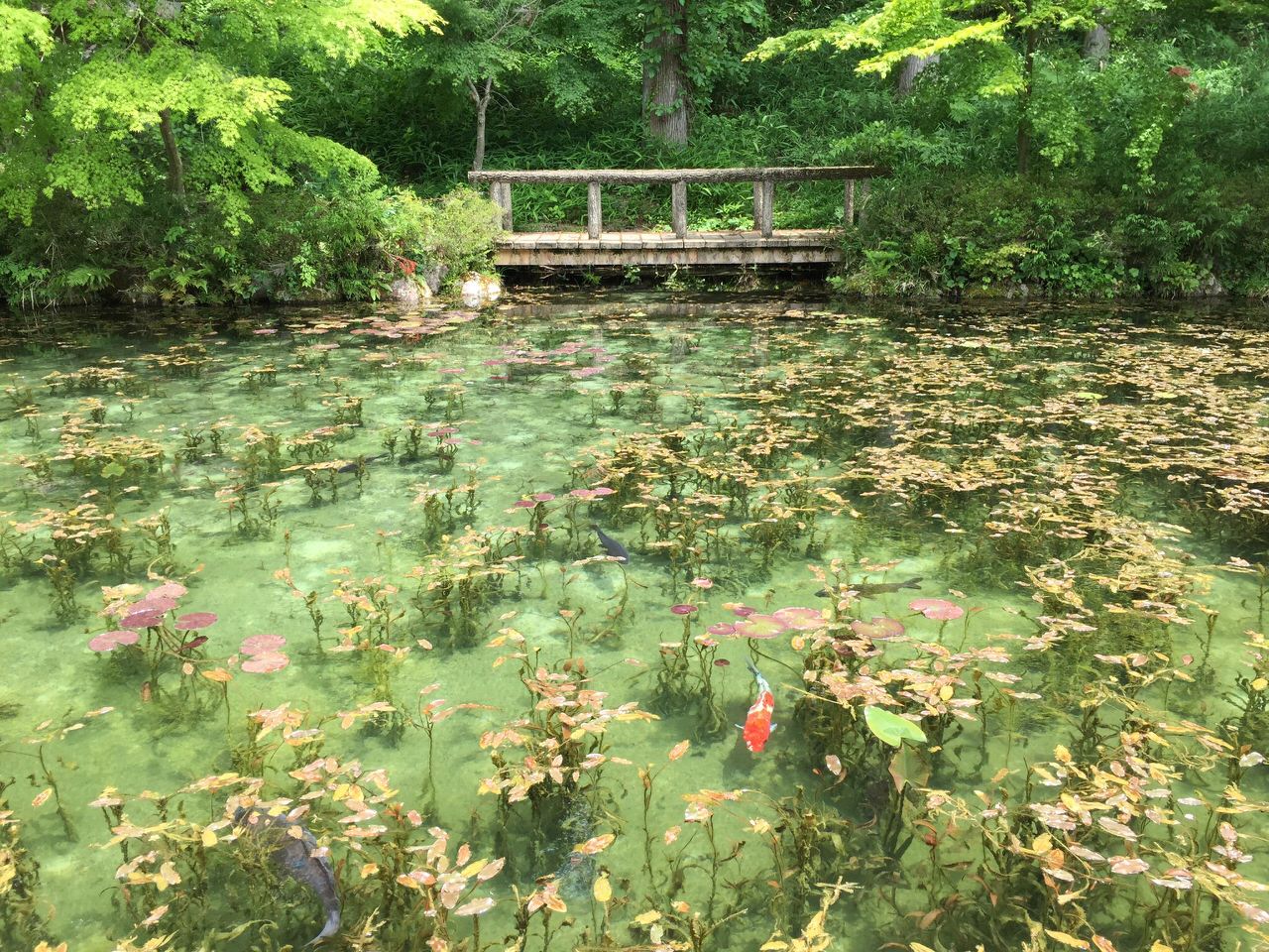 モネの池