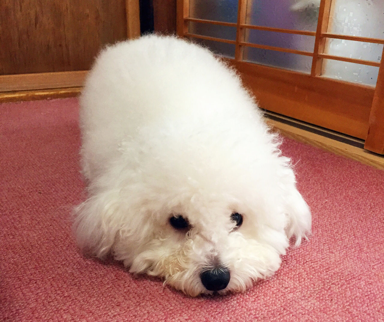大福のふせ